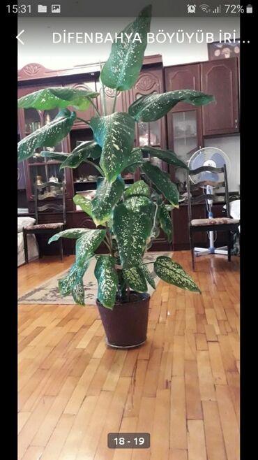 Otaq bitkiləri: DİFENBAHYA BÖYÜYÜB İRİ BİR DİBÇƏK BİTKİSİ OLUR ŞƏKİLLƏRİ VAR BAXIN — 12