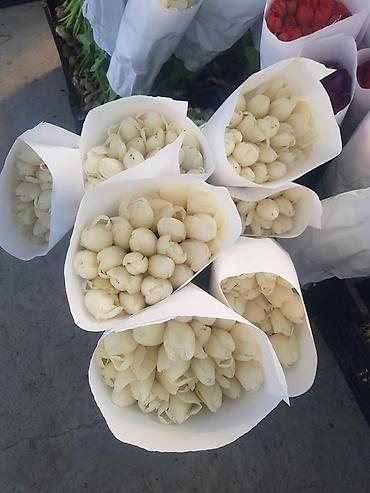 Букеты из живых цветов: Тюльпаны с луковицей — ассортименты цветов и сортов оптом на 8 - марта — 13