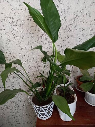 Антуриумы: Антуриум (Anthurium andreanum) в горшке. - Эффектные красные — 8