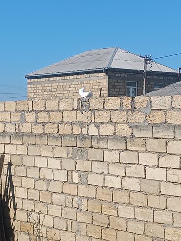 Göyərçinlər: 2 dene Pavlin Erkey maya satılır barter de olar 4 dene uçan balaynan