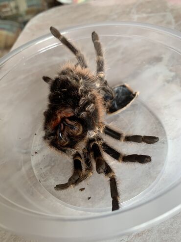живой паук: Шкура паука птицееда/тарантула