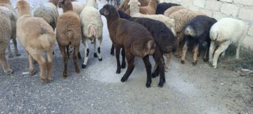 Коровы, быки: Salam aleyküm quzullar satlır əmlikde var saxlamlkda var isdiyen