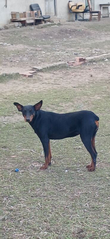 İtlər: Doberman, 10 ay, Dişi, Peyvəndli, Ödənişli çatdırılma — 4