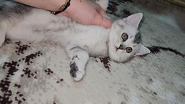 Pişiklər: Şotland, Erkək, Dişi — 2