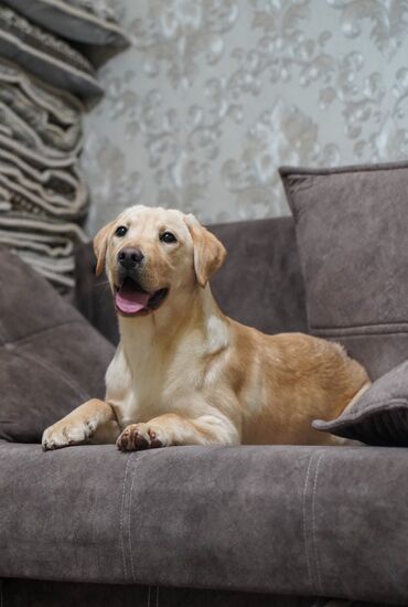 Продажа собак: Labrador Retriever dog, 4 months age dog, Самец, With pedigree dog