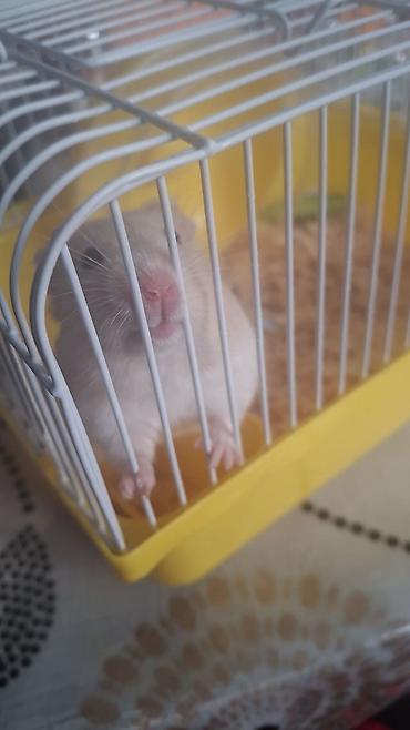 Зоотовары: Hamster və qəfəs dəsti - Növ: kiçik hamster (ağ rəng tonlarında) - — 2