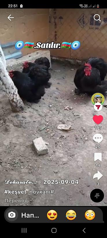 at satilir: Toyuq, Brama, Damazlıq — 1