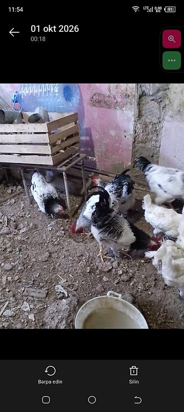 doyus xoruzu: Əvvala Salam olsun herkese öz həyətimin heyvanlarıdı tam sağlamdılar — 5