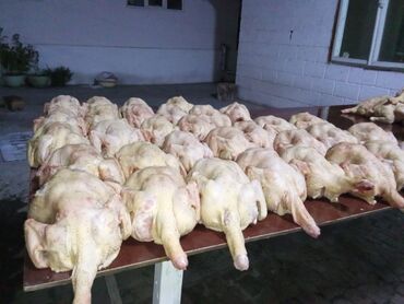 домики для хомяков: Продаю чищеные куры Халяль