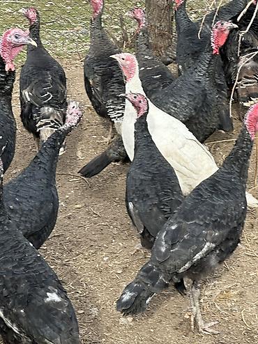 Индюки: Продаю | Индюшка (самка), Индюк (самец) | Черный принц, Северокавказская | На забой, Для разведения | Племенные — 14
