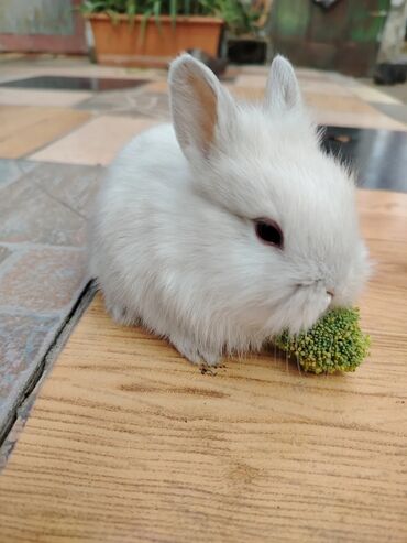 Gəmiricilər: Dekorativ karlik dovşanlar.1 aylıq — 13