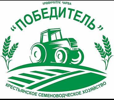 Другие виды семян и саженцев: Коп жылдык эспарцет уругу. Уроончулук чарба "Победитель" Ысыккол обл — 15