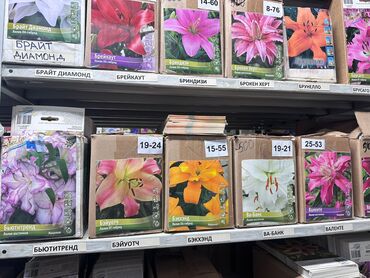 Садовые цветы и кустарники: Луковицы цветка: Лилейники — 4