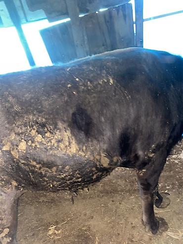 Коровы, быки: Продаю | Бык (самец) — 4