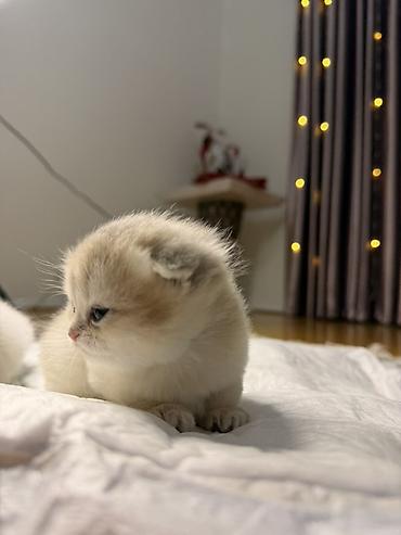 Pişiklər: Şotland yastı qulaq, Dişi — 4