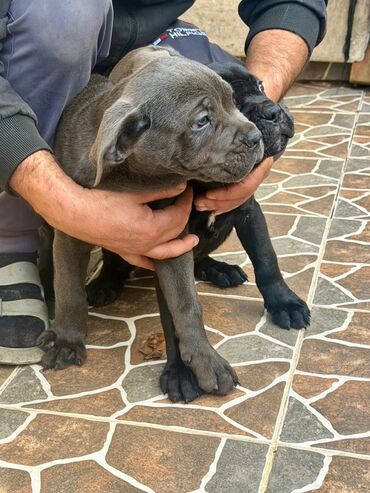 İtlər: Kane-Korso, 2 ay — 29