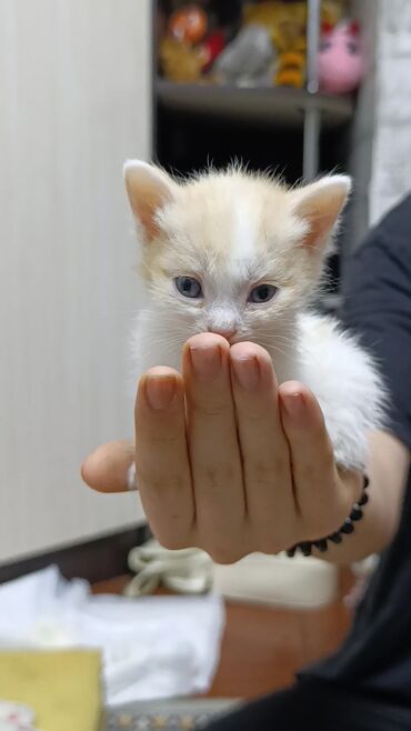 водолазка с открытыми плечами: Котята-кремовые и белые, 1 мальчик и 2 девочки короткошёрстные. На