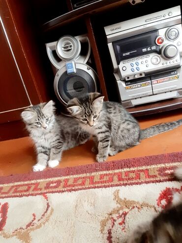 номер приюта для животных бишкек: Кошка даром: Беспородная, Мальчик, Приучена к лотку