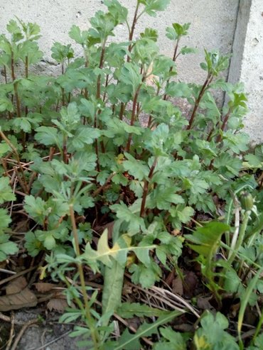 Ostalo za kuću | Subotica: Hrizanteme domace stare, cena 30rsd po komadu. Visina oko 60cm