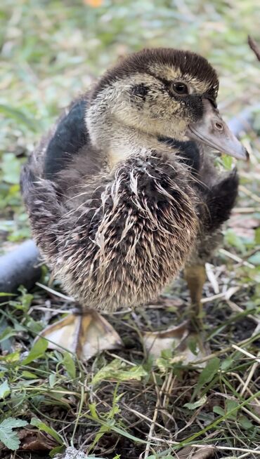 Ördəklər: Muscovy ördəyi (indoutka) – qarışıq qara-ağ lələklər, qırmızı karnizli — 11