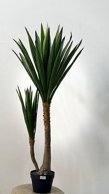 ucuz gül: İç məkan üçün dekorativ tropik bitki – Yucca (iki gövdəli), keramik — 3