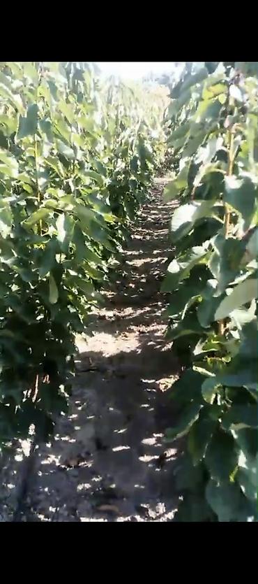 epimedium bitkisi satisi: Meqsedimiz Düzgün Ting SeçimiDüzgün əkinPesekar yanaşma ile uzun — 1