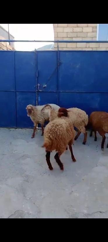 dana erkek: Üst üstə 255 den 3 Erkey 1 dişi — 1