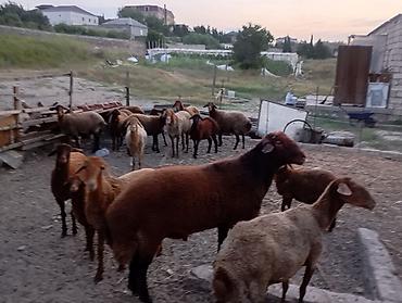 Mal-qara: Erkək, il: 1, Ətlik, Ünvandan götürmə — 3