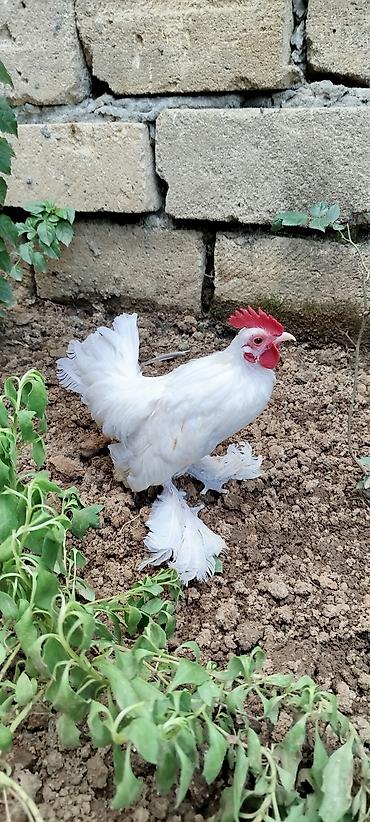 kirpi qiymeti: Aq yaponka xoruz satılır 4 ayı olub banlıyır cütləşir qiymət 30 manat — 1