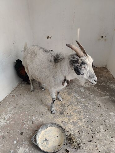 Козы, козлы: Продаю | Коза (самка), Козлёнок | Для разведения, Для молока | Котные — 10