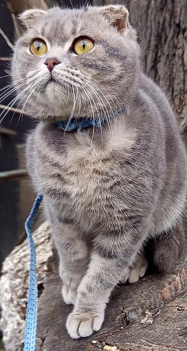 Pişiklər: Şotland, Dişi — 4