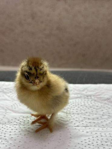 Куры, петухи: Продаю | Цыплята | Домашняя | Для разведения — 9