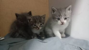 Продажа кошек: Смешанные котенки.
1 месяцев