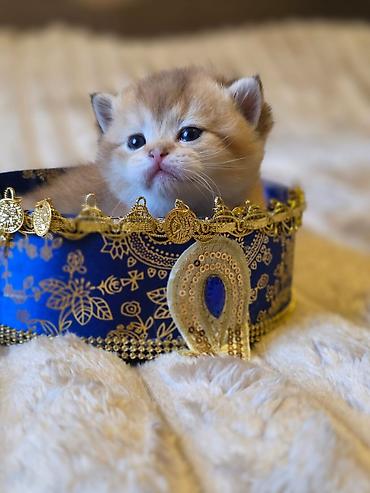 Pişiklər: Britan — 7