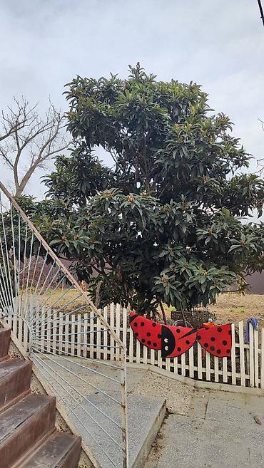 Həyət evləri və villaların satışı: 8 otaq, 172 kv. m, Orta təmir -da lalafo.az — 23 Həyət evləri və villaların satışı: 8 otaq, 172 kv. m, Orta təmir — 23