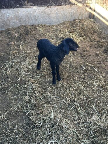 купить породистую собаку: Продаю | Ягненок | Для разведения | Племенные