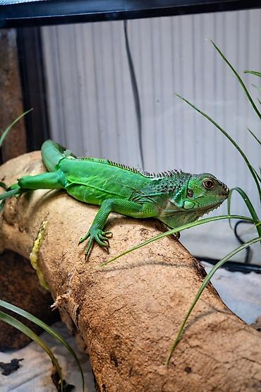 Akvarium aksesuar və ləvazimatları: Yaşıl iquanalar – evdə ekzotik ev heyvanı axtaranlar üçün! Məhsul — 1
