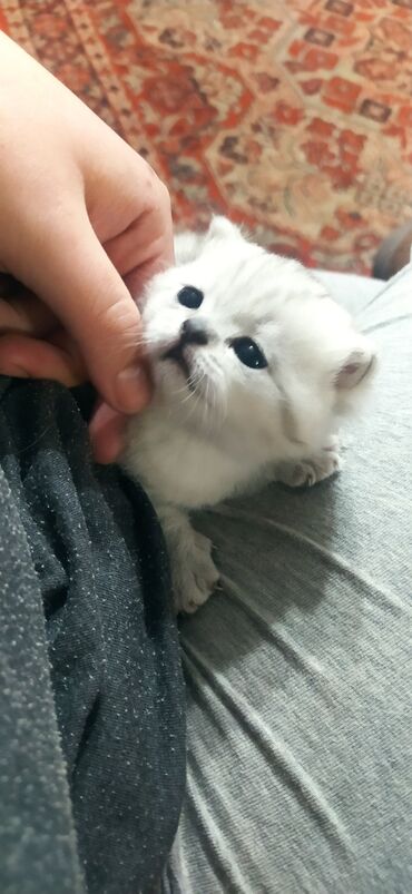 шатланский кот: Продаётся котёнок шотландская шиншила. Девочка. Самый красивый