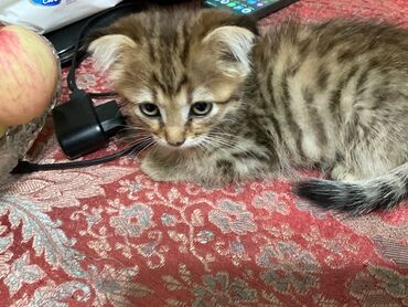 кошка маленкий: Кошка даром: Беспородная, 2 месяца, Мальчик