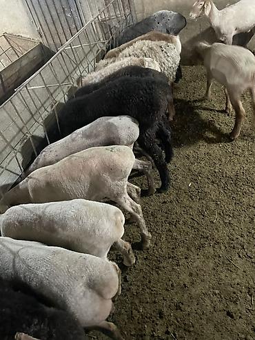 Баран, овца: Продаю | Овца (самка), Ягненок, Баран (самец) | На забой | Кастрированные — 7