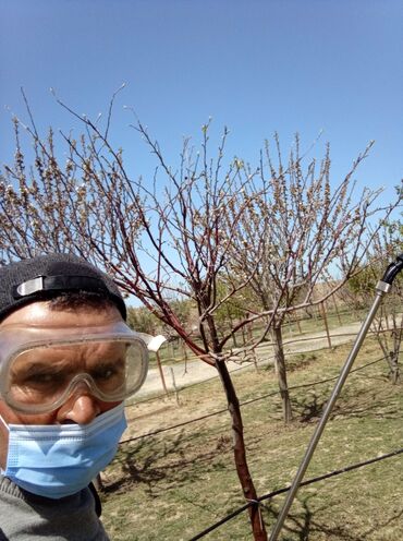 Bağbanlar: Bağ işləri ağac və kolların budanması,şəkilləndirməsi dərmanlara qazon -da lalafo.az — 22 Bağbanlar: Bağ işləri ağac və kolların budanması,şəkilləndirməsi dərmanlara qazon — 22