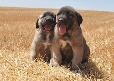 kangal iti satilir: Kanqal, 1 ay, Erkək, Peyvəndli — 1