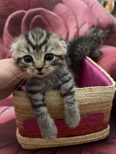американская короткошёрстная кошка: Скотиш Фолд (Шотландская вислоухая), 1 месяц, Девочка, Проглистована