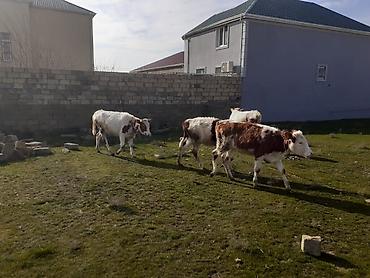 Dana, buzov: Dana, buzov, Dişi, ay: 1, 100 kq, Ətlik, Ünvandan götürmə, Ödənişli çatdırılma — 6