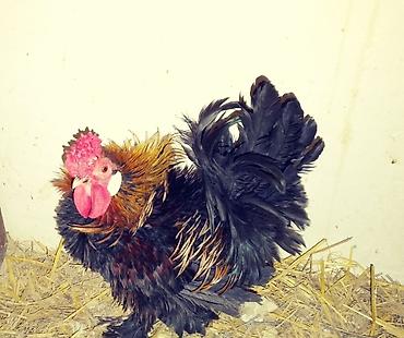 depo qold: Xoruz, il: 1, Ödənişli çatdırılma — 7