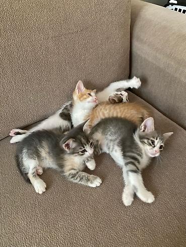 pişik satışı bakı: Bakıda mehriban ailələrə sahibləndirilmək üçün balaca pişiklər — 2