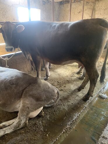Коровы, быки: Продаю первотелку 8 месяцев стельная, большая и жирная рост 1,42