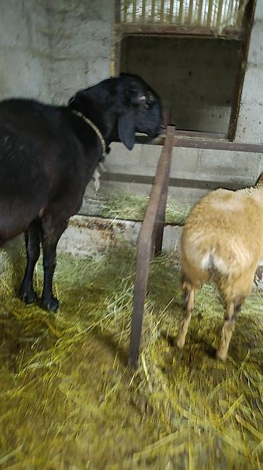 баранина живой: Продаю | Овца (самка) | Арашан | Для разведения — 3
