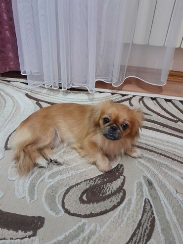 İtlər: Pekines, 9 ay, Dişi, Peyvəndli, Pulsuz çatdırılma