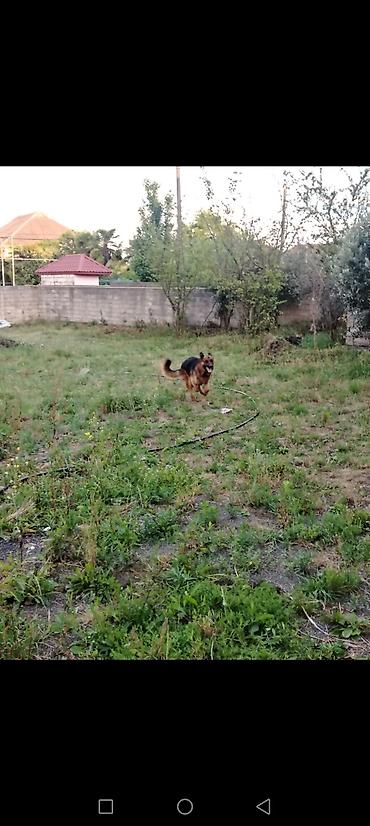 alman avcarkasi satilir: Alman çoban iti, 1 il, Erkək, Peyvəndli, Ödənişli çatdırılma — 2